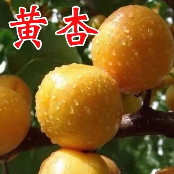 山黄杏树果苗特大嫁接盆栽果树南北方庭院地栽大树早熟当年结果