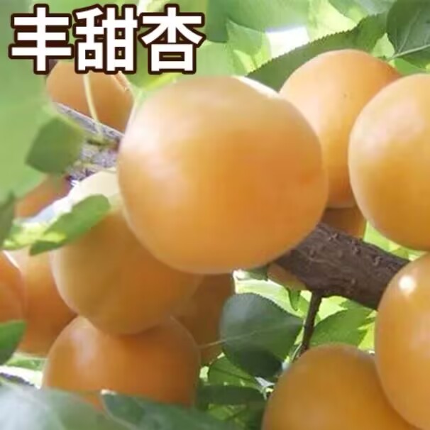 大丰杏树果苗特大盆栽嫁接活苗南北方庭院地栽大树早熟当年结果