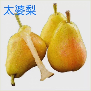 太婆梨树苗特大嫁接盆栽果树南北方庭院地栽果苗耐寒活苗当年结果