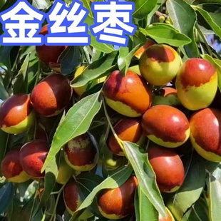 金丝枣树苗嫁接盆栽果苗南北方庭院地栽果树甜脆矮化大树当年结果
