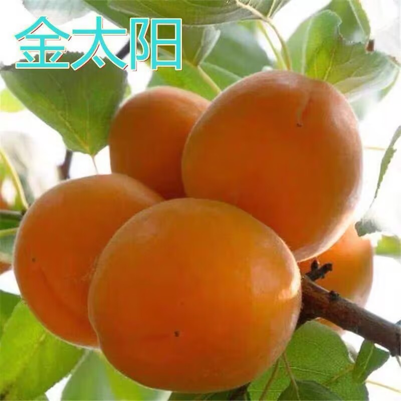 金太阳杏树果苗特大嫁接盆栽果树南北方庭院地栽大树早熟当年结果