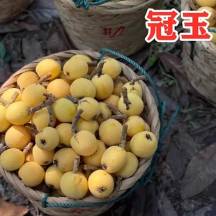 冠玉枇杷树苗嫁接盆栽果苗南北方庭院地栽琵琶大果树种植当年结果