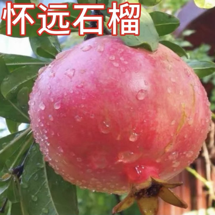 怀远石榴树树苗特大嫁接盆栽果树南北方庭院地栽软籽果苗当年结果