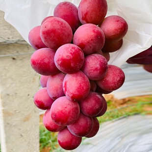 妮娜皇后葡萄树果苗南北方庭院地栽特大爬藤盆栽嫁接耐寒当年结果