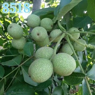 8518纸皮核桃树果苗特大嫁接盆栽果树南北方庭院地栽薄皮当年结果