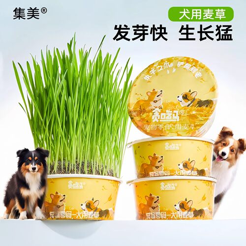 宠物狗草犬用麦草狗狗专用草狗零食狗狗用品懒人无土狗草混合麦草