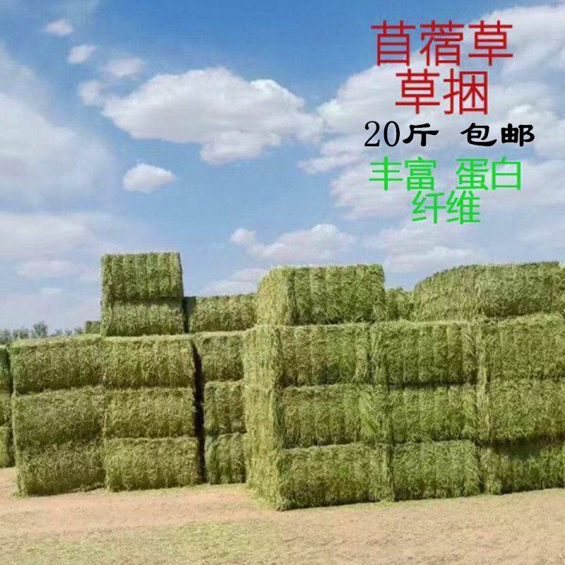 养殖场牛羊马兔干草饲料苜蓿草食用牧草捆家畜喂草料动物园宠物