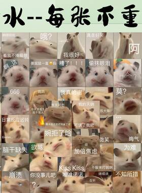 仓鼠搞笑表情包动物贴纸