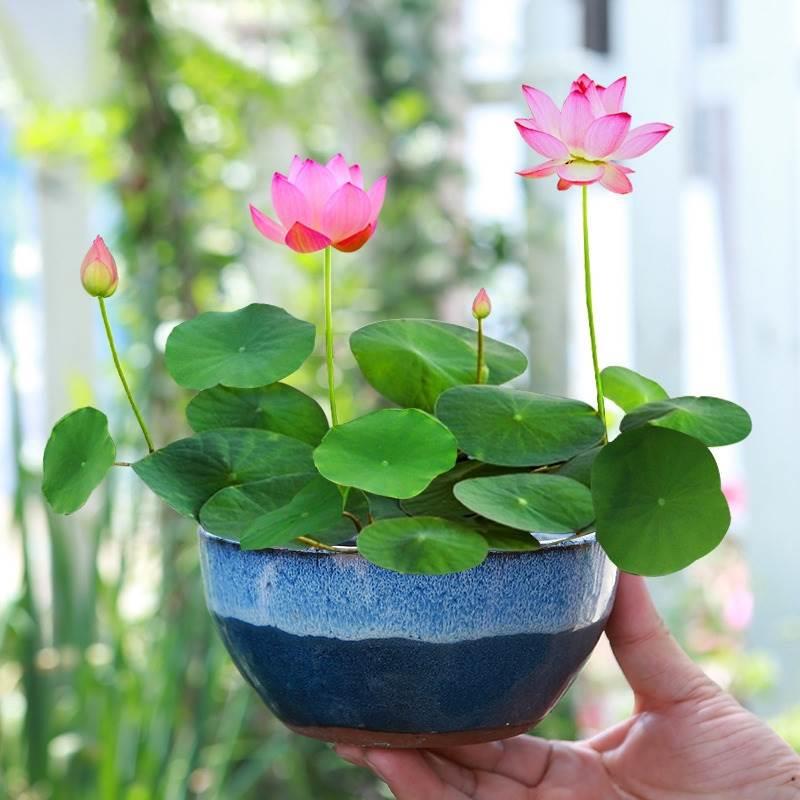 鱼缸水草植物碗莲种子水培花卉花种籽室内外四季播种开花水养盆栽