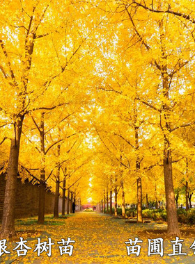 银杏树苗银杏树小苗白果苗庭院大型盆栽耐寒行道绿化苗占地拆迁苗