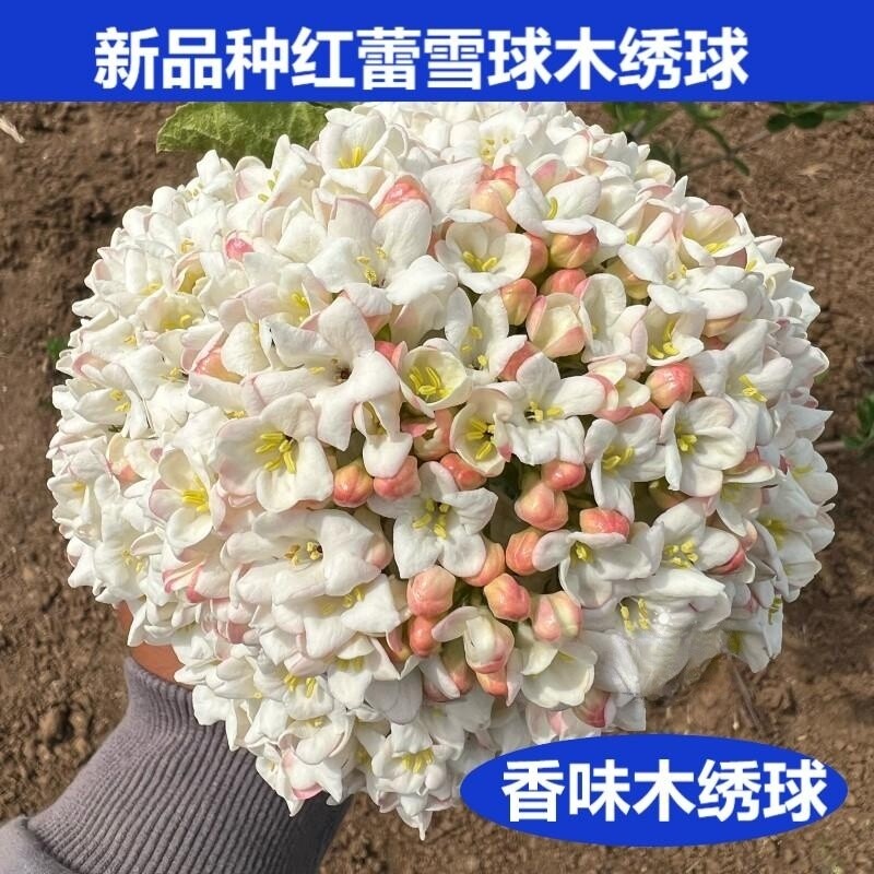 新品种大叶布克木绣球,浓香味木本绣球,粉色,红蕾雪球荚蒾树苗