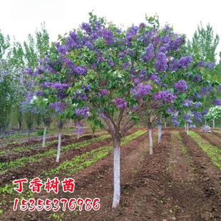 丁香花树苗别墅庭院耐寒大型风景树种丛生紫丁香花苗盆栽浓香花卉