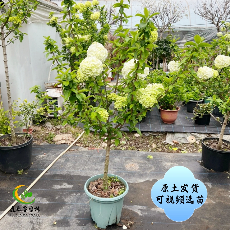 中华木绣球斗球大花斗球耐寒耐旱