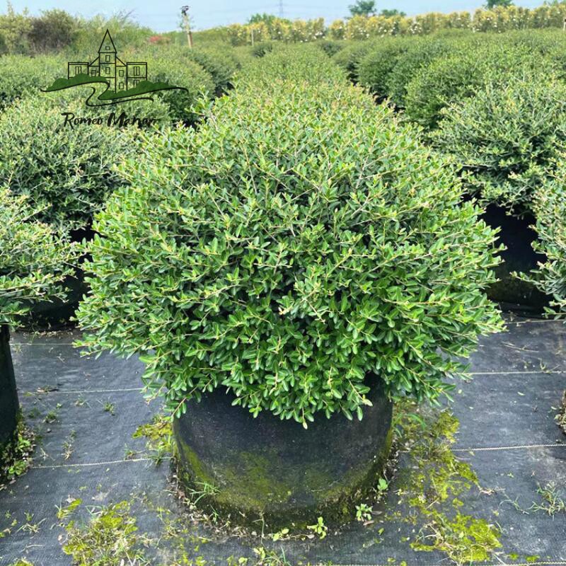 冬青先令球别墅庭院耐寒四季常青绿化风景树盆栽冬青先令一直圆满