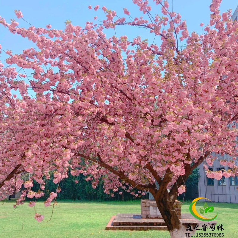 高杆樱花树苗绿化树苗嫁接耐寒