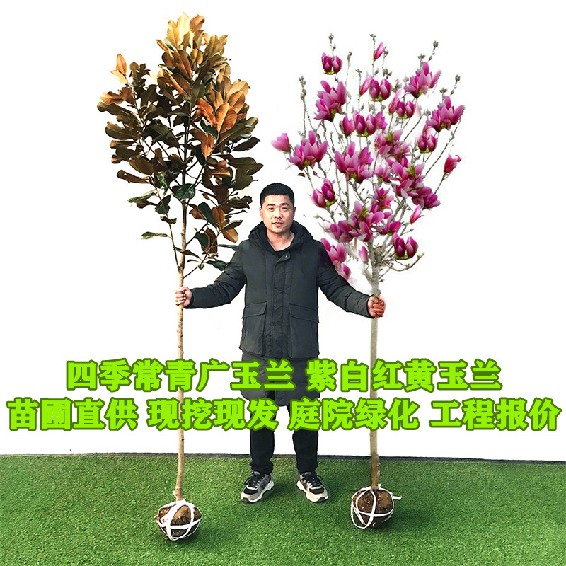 广玉兰树苗荷花玉兰花树苗庭院绿化四季常青耐寒大风景树行道树苗