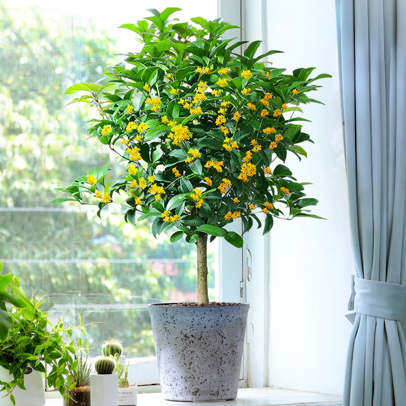 桂花盆栽树苗带花苞好养耐