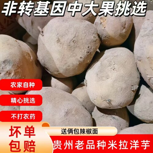 农家自种马铃薯非转基因黄心土豆