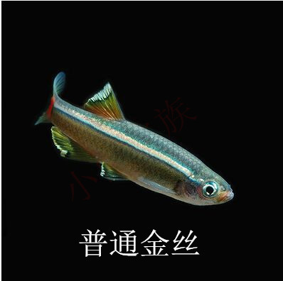 白云金丝好养的冷水鱼淡水鱼观赏鱼灯鱼冬天不加热好养包邮.