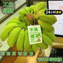 水果工位绿植自然熟可观赏可c 苹果蕉8斤水培香蕉应季 禁止蕉绿