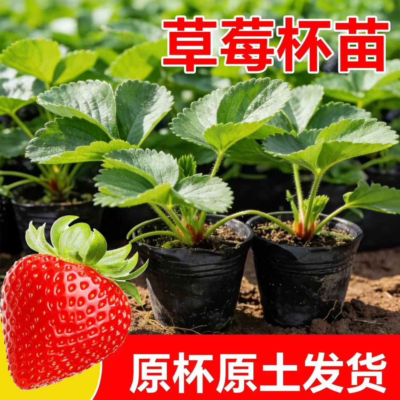 草莓苗带盆带土新鲜四季阳台室内种苗/半成品盆栽