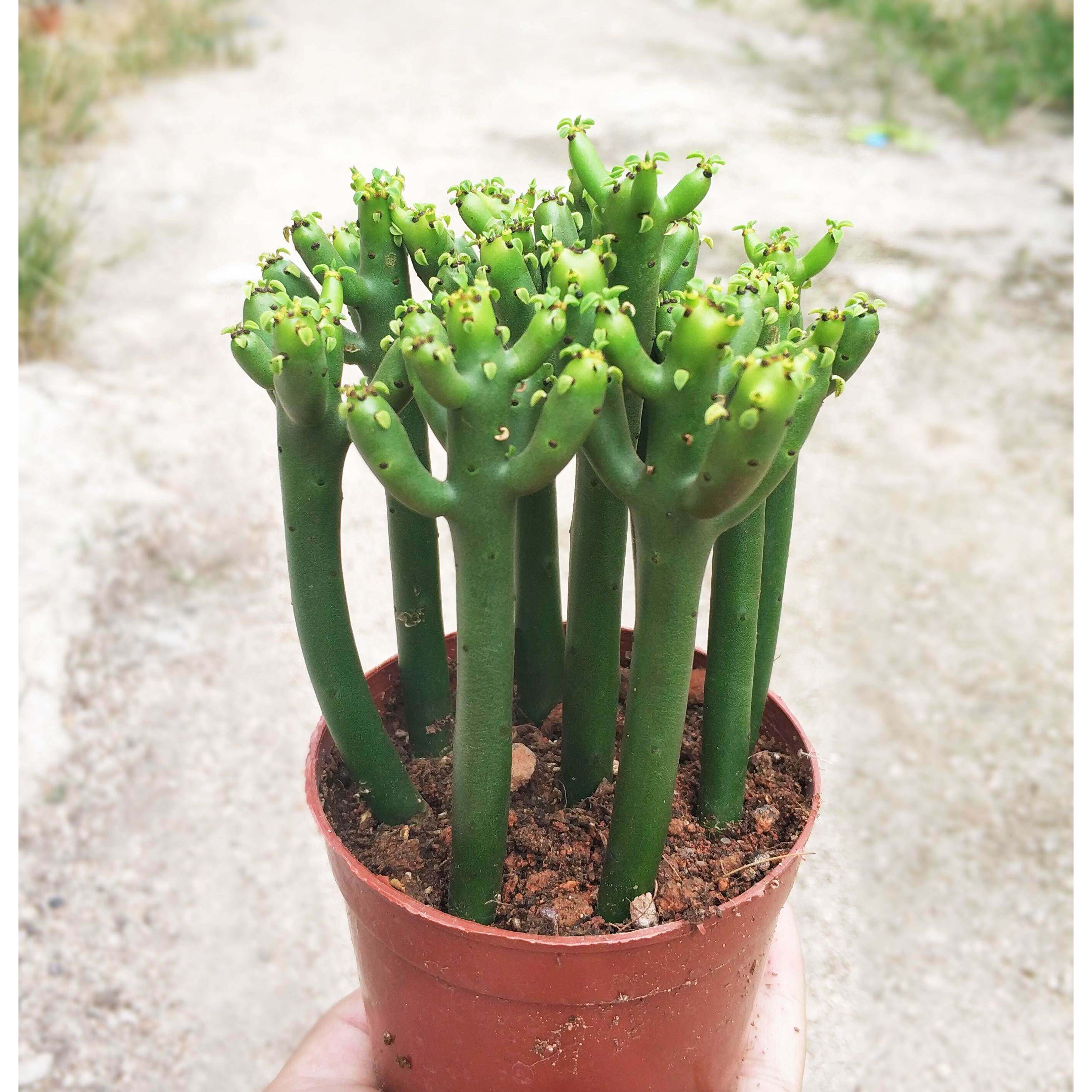 整盆发货 光棍树多肉植物盆栽彭珊瑚棒含盆带土室内绿植盆栽易养