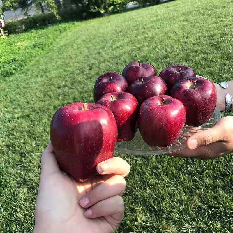 甘肃礼县天水花牛苹果水果9斤新鲜整箱孕妇当季红蛇果粉面平果包