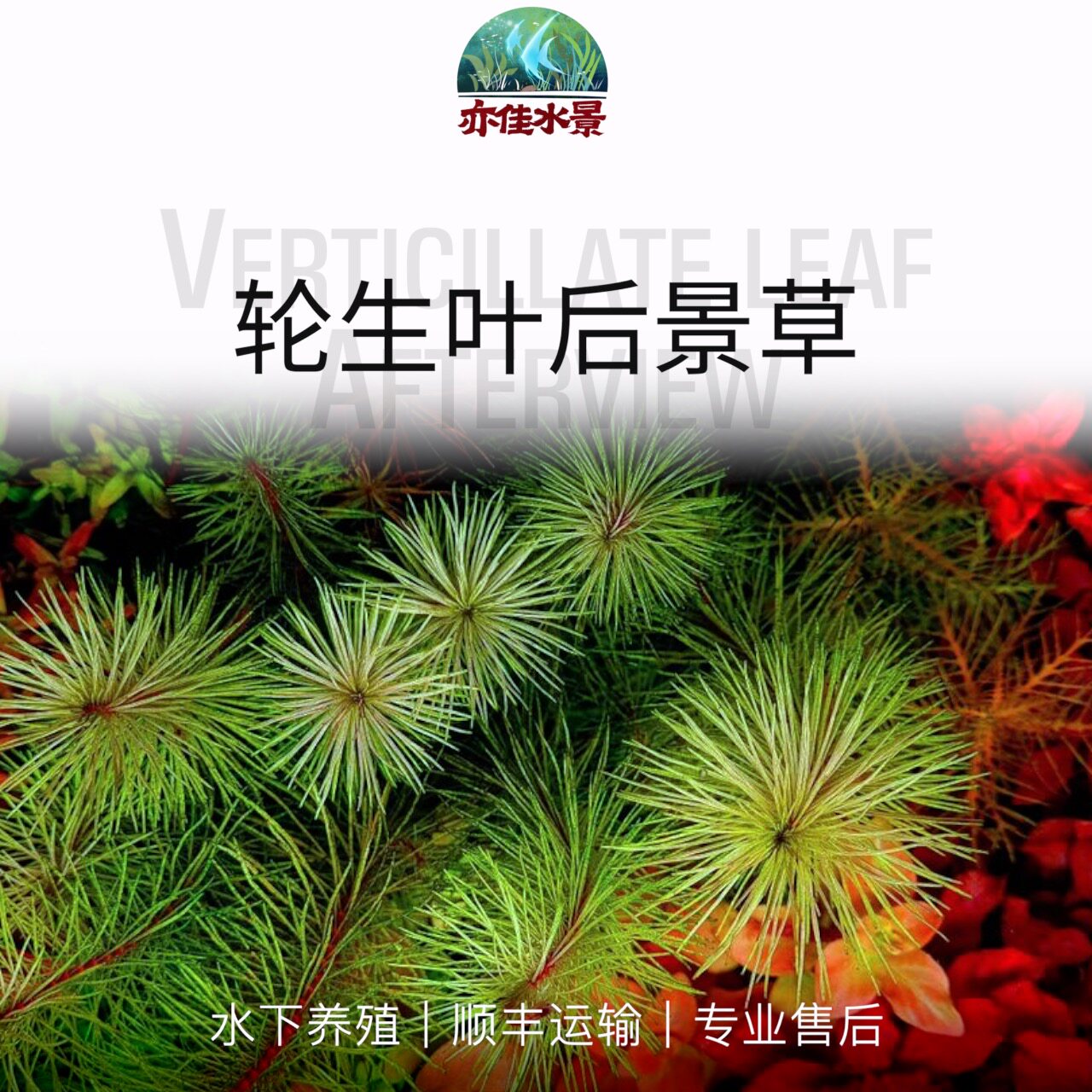 小宝塔日本羽毛雪花红千层绿松尾雨伞乌苏里细叶水罗兰水草水下叶