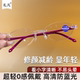 年轻无框切边老花镜女中老年防蓝光钻石时尚 超轻高清老人老光眼镜