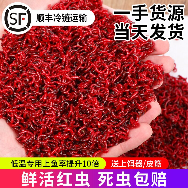 红虫活饵鲜活红虫特大号红虫超大台钓饵