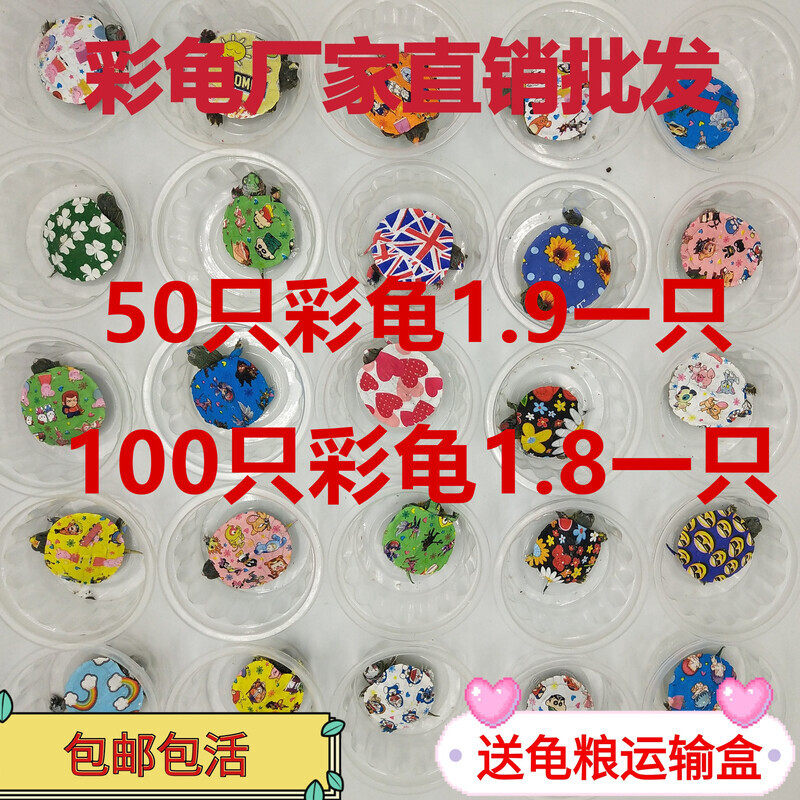 炫彩小乌龟活体网红情侣七彩乌龟 彩绘巴西彩龟活物 宠物龟观赏龟,宠物/宠物食品及用品,龟/鳖,淘宝优惠券,粉丝福利购,淘宝优惠卷