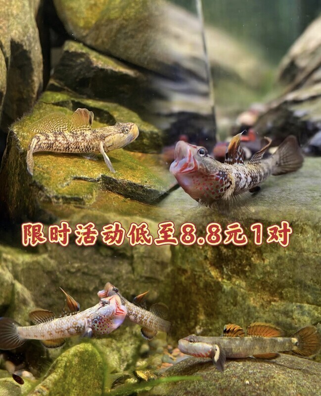 新款原生态淡水小型子陵溪吻纹腮白面虾虎鱼溪流底层好养观赏鱼