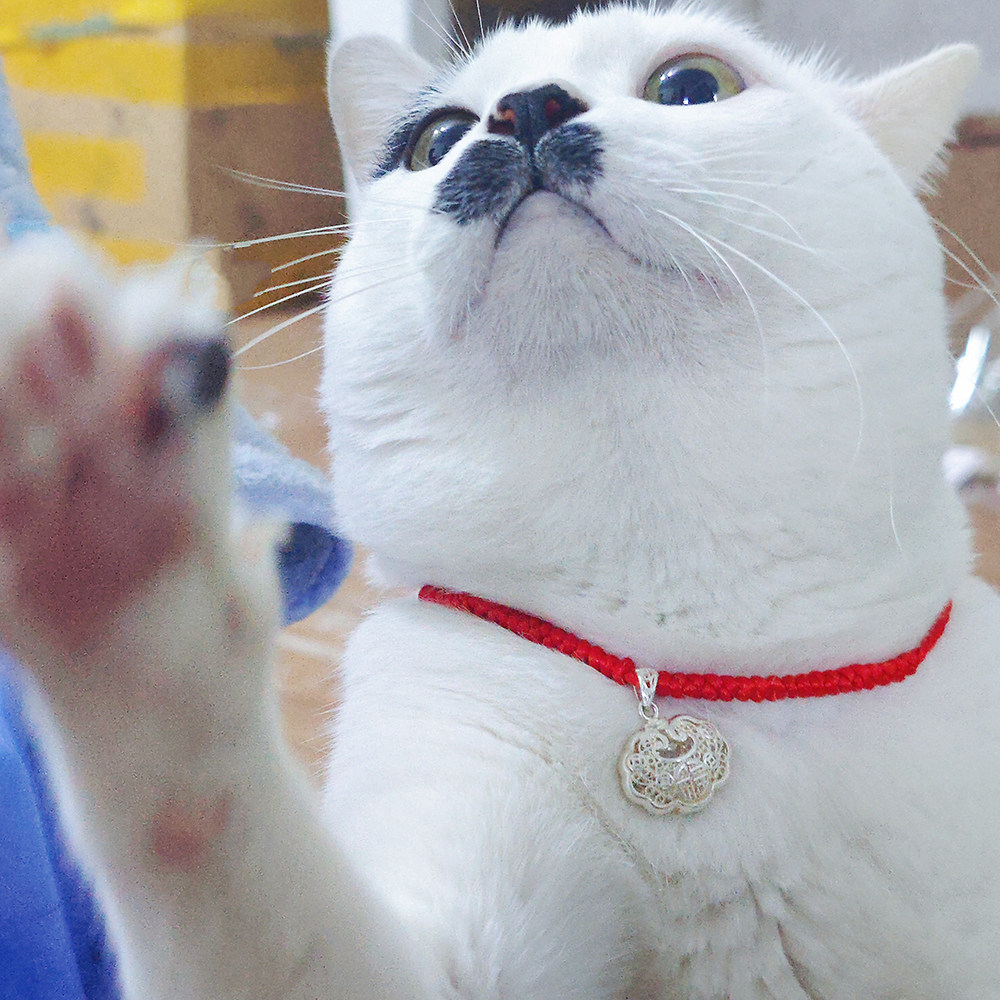 香港正生纯银999足银锁包猫狗防走丢项圈吊坠挂绳项链刻字身份牌