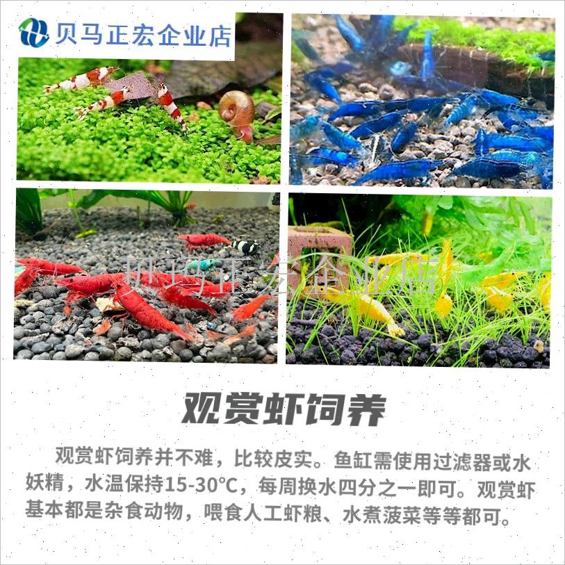 观赏虾红白水晶樱花银河花虎草缸蓝琉极火M烤漆鲜活体宠物除藻包