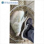 Shannon鬼手鬼头刀摇头6倍加强铅头J钩路亚鱼钩盲曹金目鲈红油石