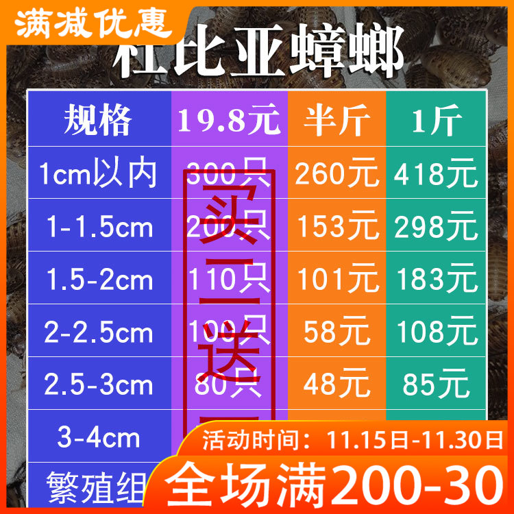 杜比亚蟑螂繁殖组幼体蜥蜴守宫乌龟龙鱼活饵饲料超樱桃蟋蟀