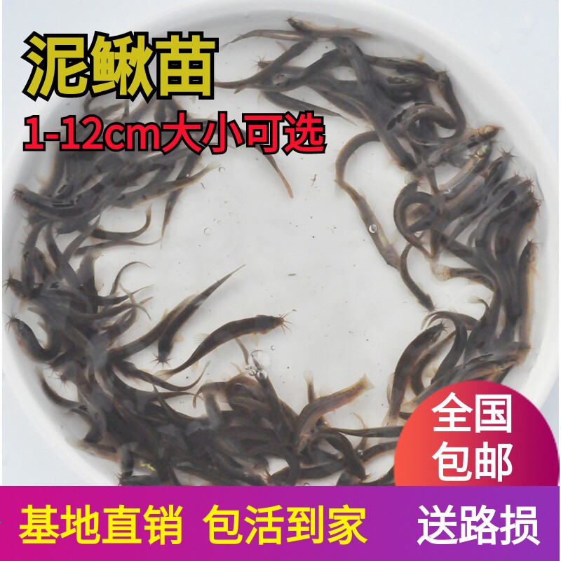 泥鳅苗鲜活钓鱼乌龟饲料龙鱼喂养活饵泥鳅养殖淡水观赏鱼垂钓