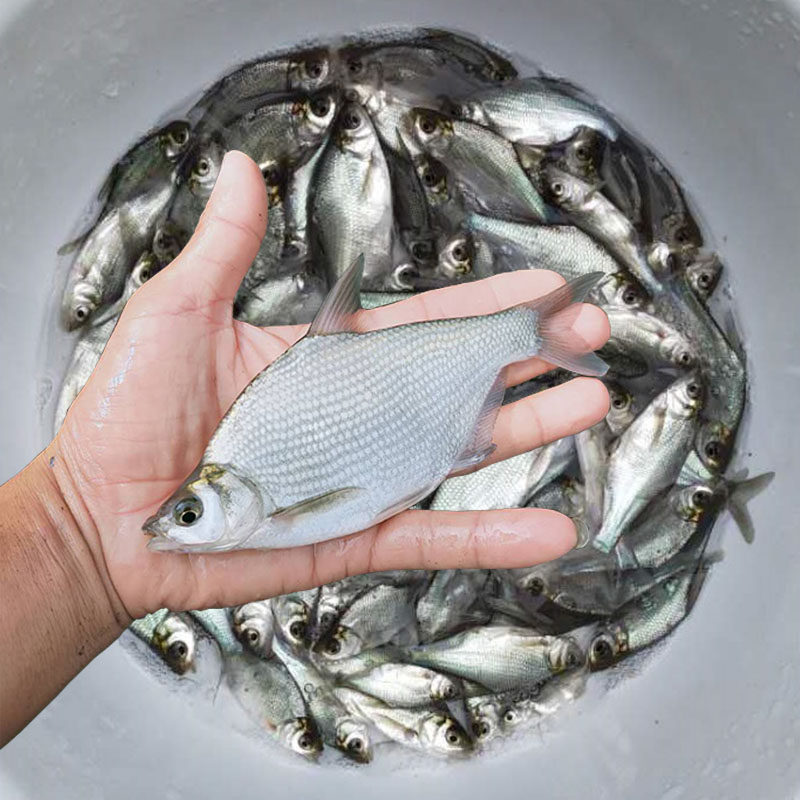 鳊鱼鱼苗淡水大草鳊夏花小武昌鱼活体团头鲂养殖三角边鱼食用包邮