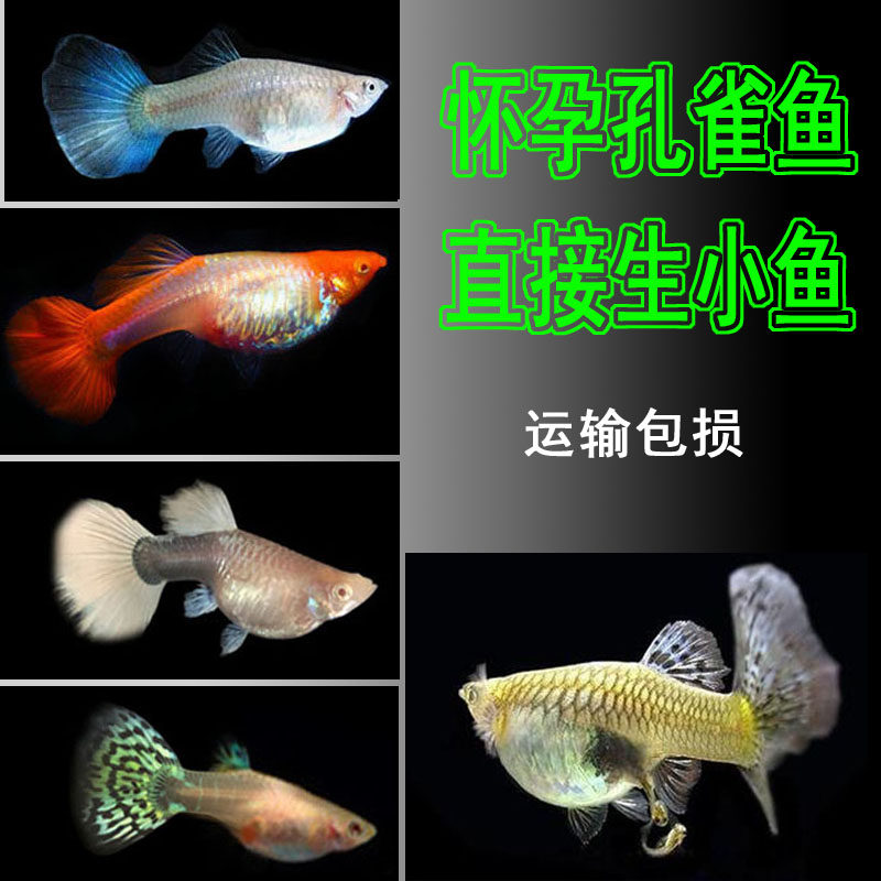 孔雀鱼活体公母大肚临产怀孕种鱼精品纯种观赏小型热带淡水胎生鱼