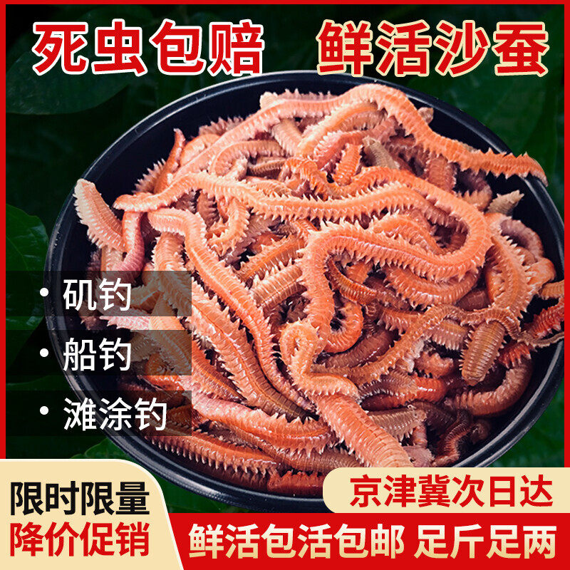 活沙蚕红青虫鲈鱼饵海蚂蟥海蜈蚣海钓鱼饵料海沙蚕鲜活饵顺丰包邮