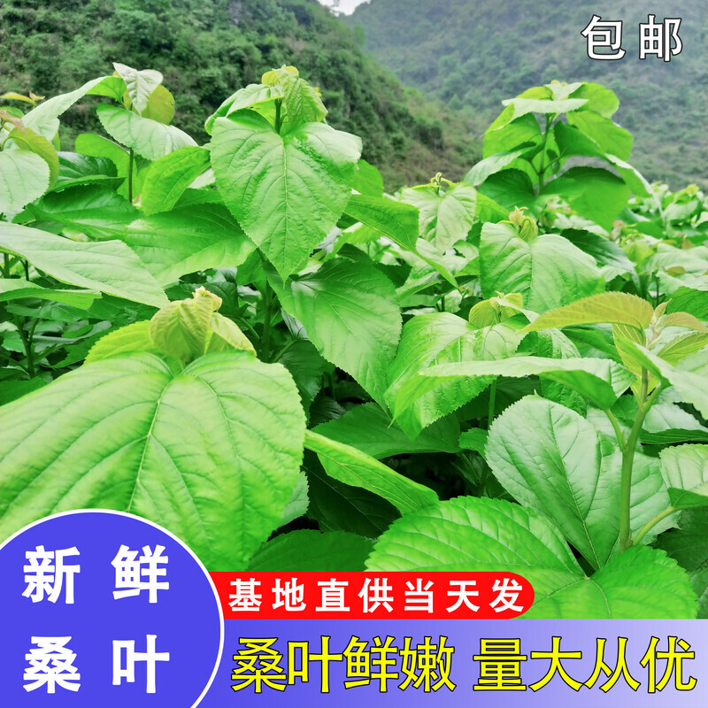 桑叶新鲜蚕宝宝鲜嫩学生养蚕现摘桑蚕食物蚕卵活蚕嫩叶蚕宝宝套装