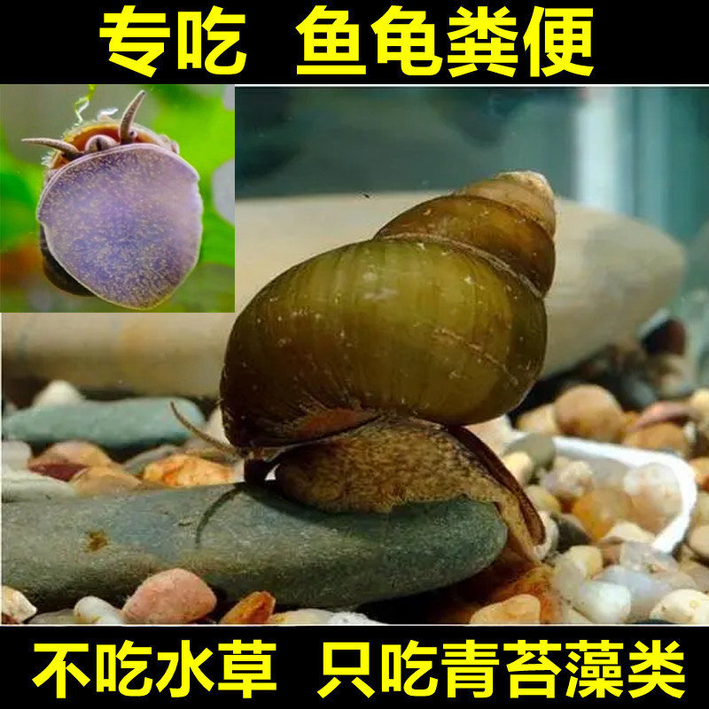 鱼缸除藻大田螺专吃鱼屎粪便的螺冷水河蚌黑金刚马来苹果青苔清洁
