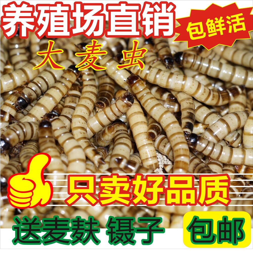 大麦虫金龙鱼饲料喂鸟虫子面包虫鲜活画眉食物守宫银龙鱼粮养殖箱