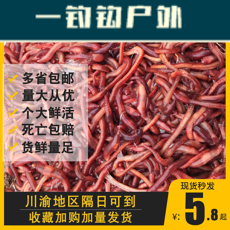 蚯蚓活饵钓鱼饵料野钓特大号红蚯蚓1斤活体盒装鲜活红虫散装小号