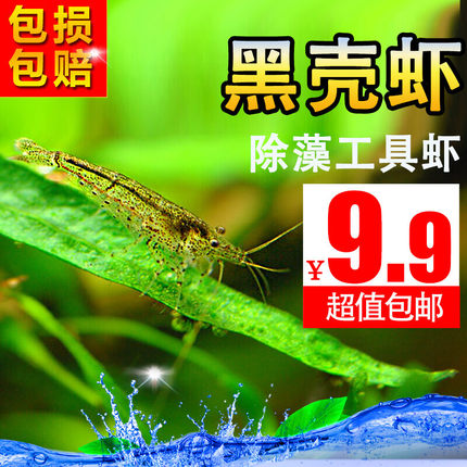 黑壳虾活体观赏虾宠物工具虾草缸除藻套餐除藻淡水繁殖饲料虾包邮