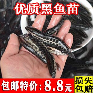 黑鱼苗活体淡水鱼缸鱼塘好养殖冷水观赏鱼小鱼苗乌鱼饲料鱼苗