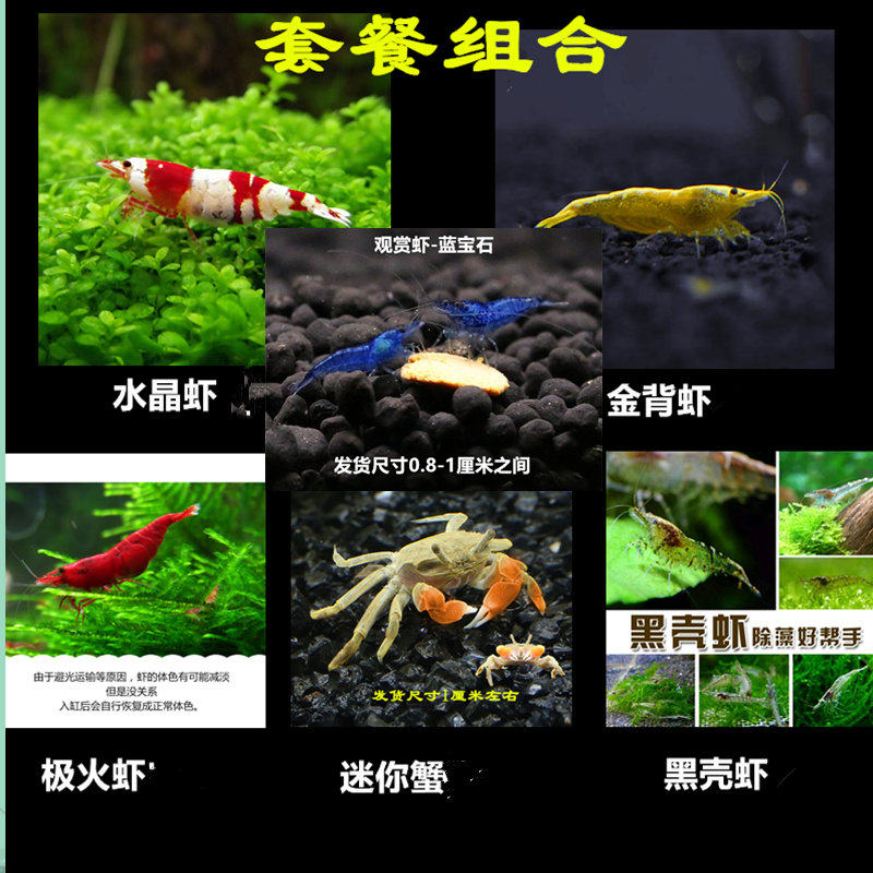 鱼缸观赏虾工具虾除藻虾水晶虾樱花虾极火虾黄金米虾黑壳虾活体