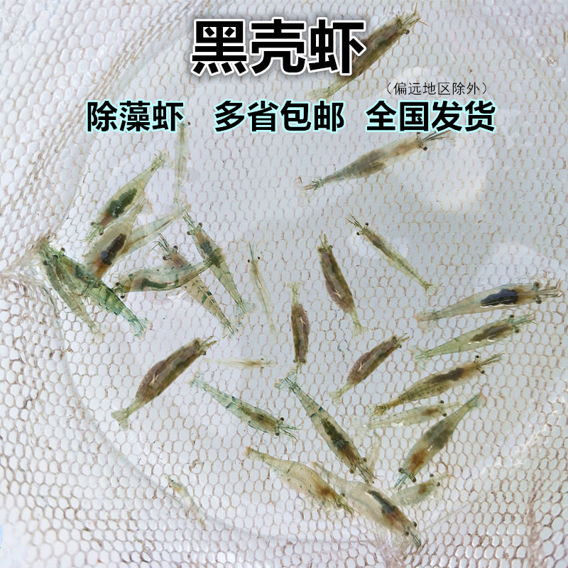 黑壳虾小型观赏虾除藻工具虾樱花虾水晶虾清洁鱼缸藻活体宠物包邮 宠物/宠物食品及用品 虾 原图主图