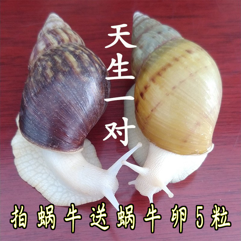 白玉蜗牛巨型非洲特大明珠蜗牛宠物活物体美容食用养殖法国幼蜗牛