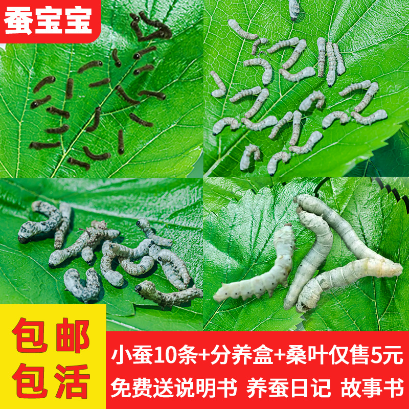 蚕宝宝活物学生养蚕套装蚕卵蚕种蚕子彩蚕1龄234龄送工具新鲜桑叶